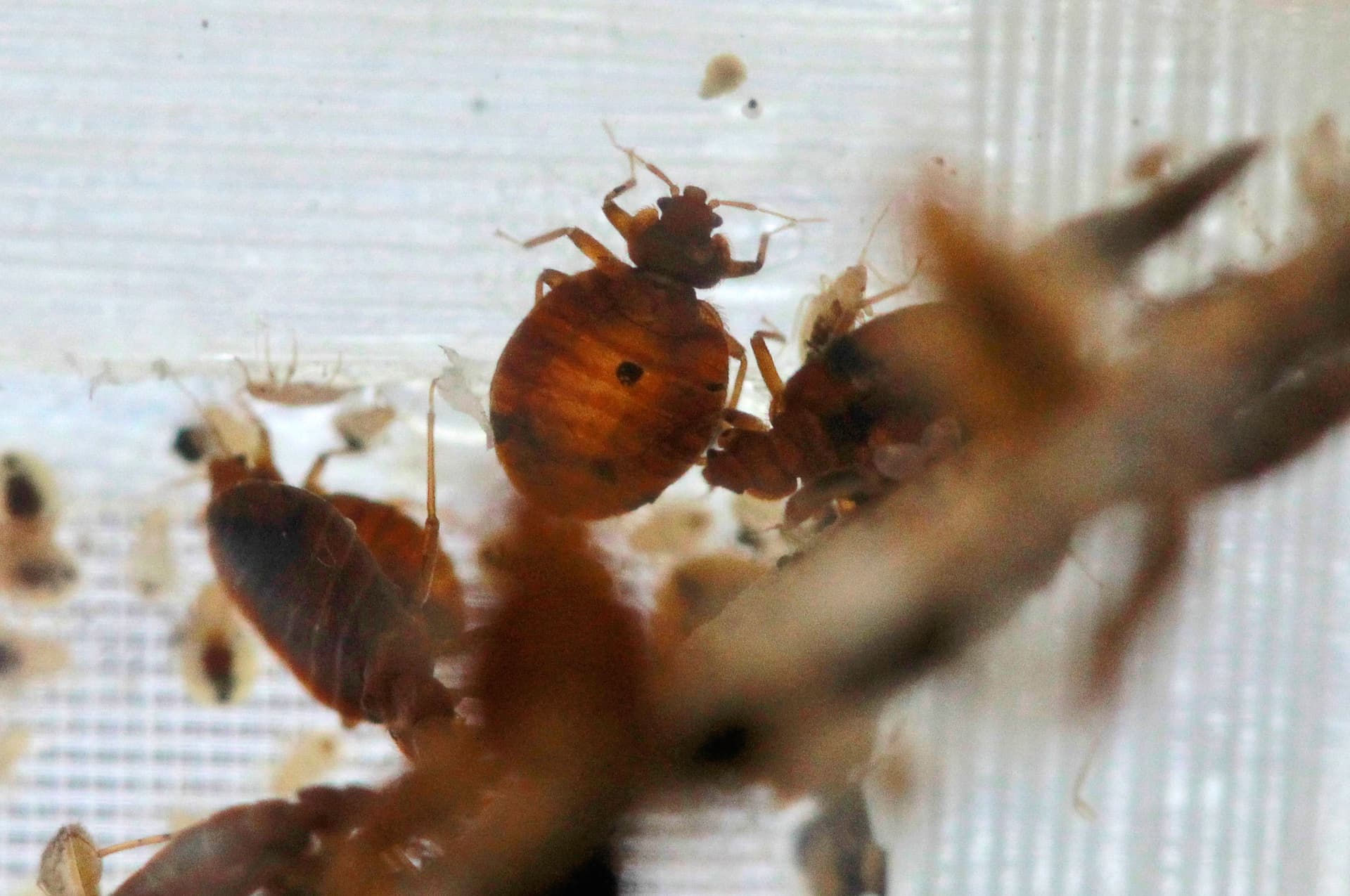‘Swarms’ of bed bugs force California Department of Education employees to work remotely